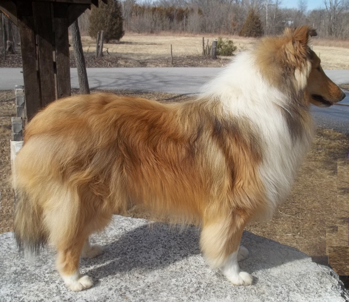 Classic Kennels Show Brags Classic Kennels